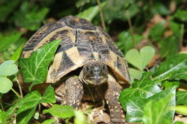 yeryüzünde turtle