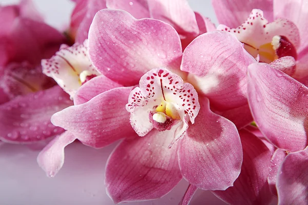 Primer plano rosa de la orquídea —  Fotos de Stock