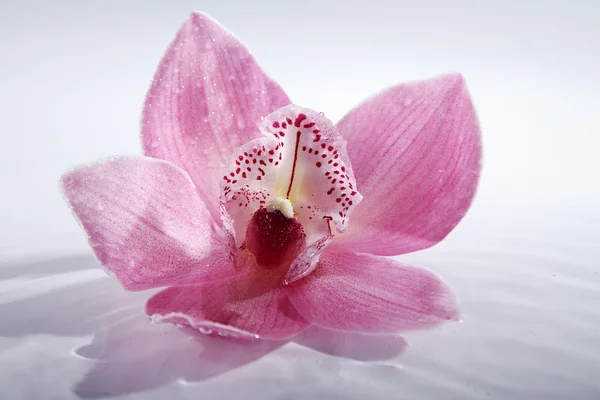 Flor de orquídea rosa isolada no fundo branco — Fotografia de Stock