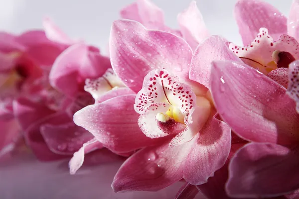 Primer plano rosa de la orquídea —  Fotos de Stock