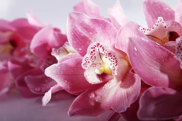 Primo piano orchidea rosa — Foto Stock