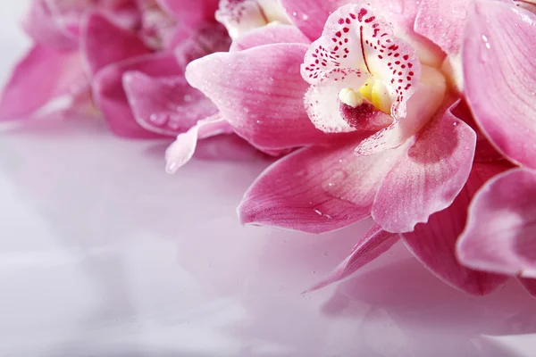 Růžová orchidej closeup — Stock fotografie