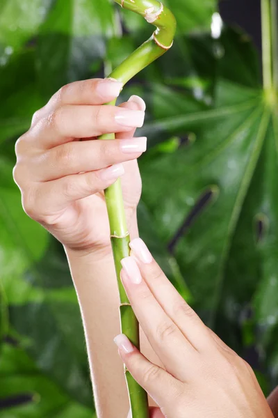Girl's hands holding green branch — Stock Photo, Image