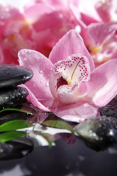 Meeressteine auf einem Hintergrund rosa Orchideen — Stockfoto