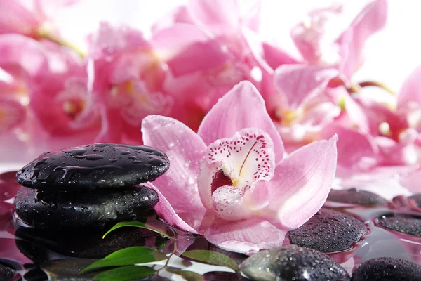 Pietre di mare su uno sfondo di orchidee rosa — Foto Stock