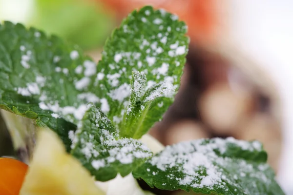 Dessert op een witte plaat — Stockfoto