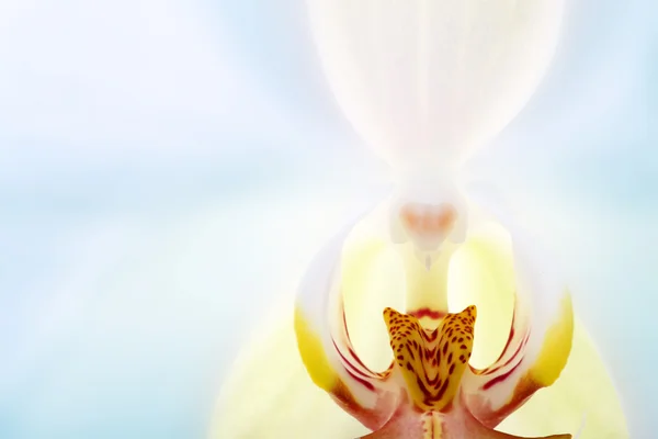 Contexte des orchidées jaunes — Photo