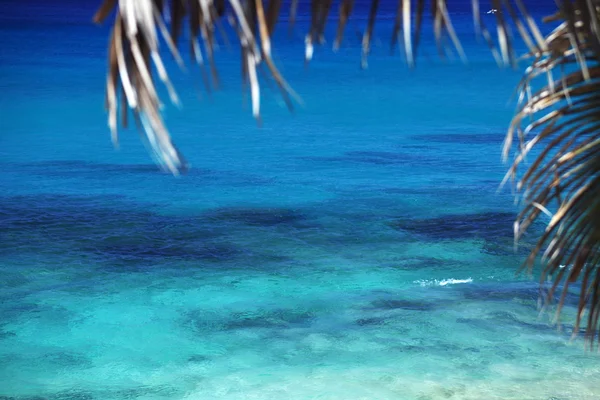 Deniz kenarındaki palmiye ağacı — Stok fotoğraf