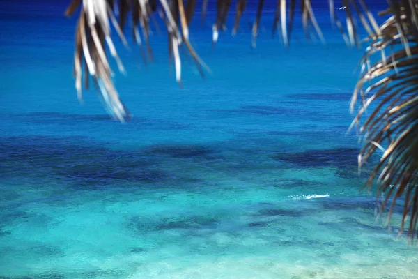 Palmera junto al mar — Foto de Stock