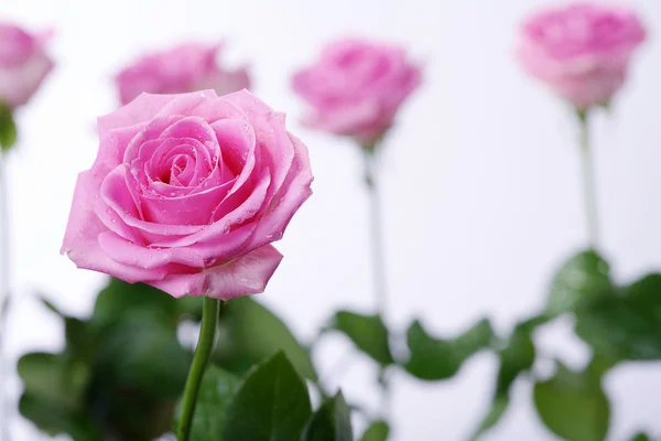 湿粉红玫瑰 — 图库照片