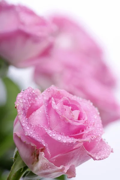 Wet pink rose — Stock Photo, Image