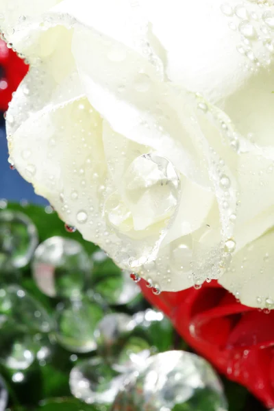 White rose close up — Stock Photo, Image