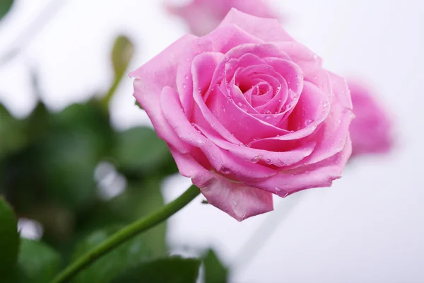 Våta rosa ros — Stockfoto