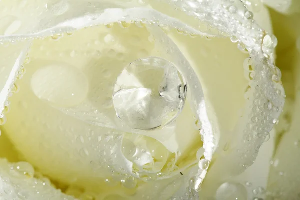 White rose close up — Stock Photo, Image