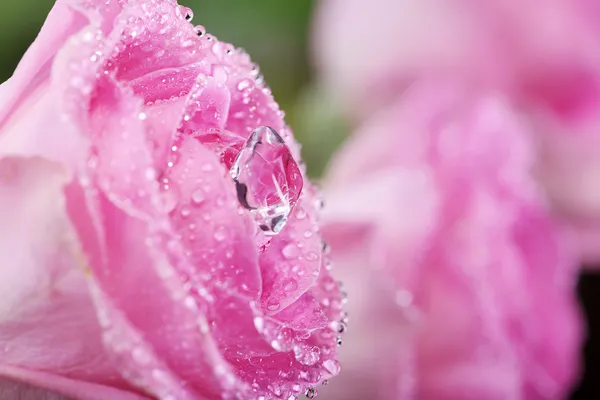 Våta rosa ros — Stockfoto