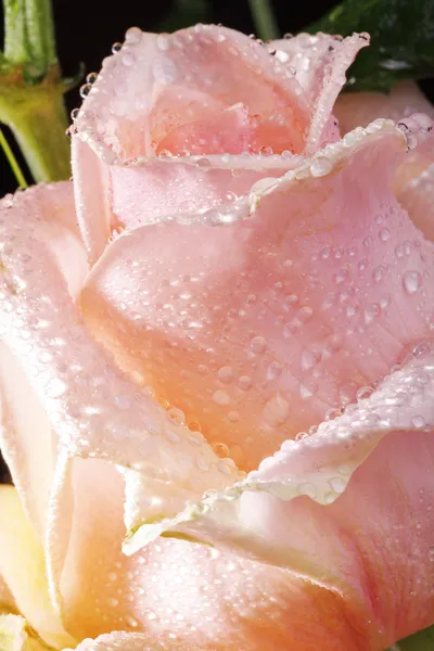Rosa bagnata — Foto Stock