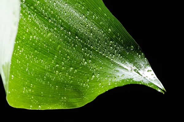 Зеленый лист на темном фоне — стоковое фото