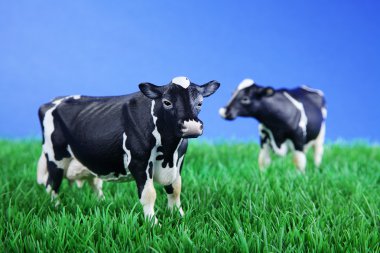 çayır üzerinde ineklerin