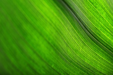 Koyu arkaplanda yeşil yaprak