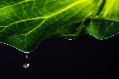 Koyu arkaplanda yeşil yaprak