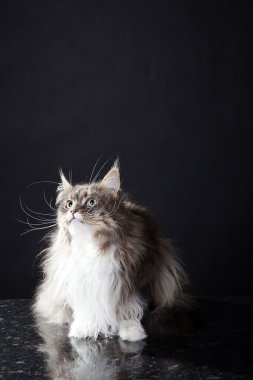 koyu arka plan üzerinde tüylü kedi