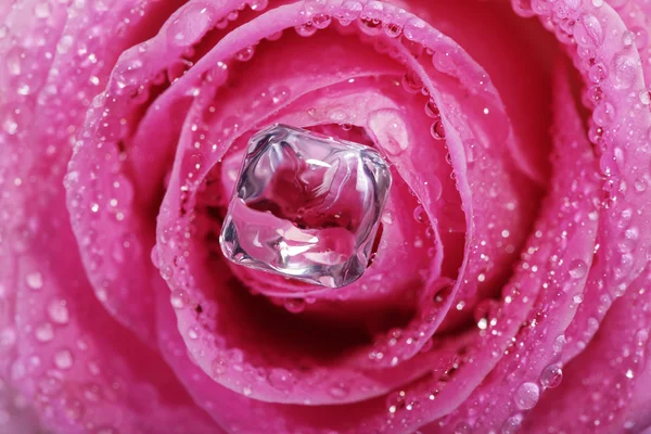 Våta rosa ros — Stockfoto