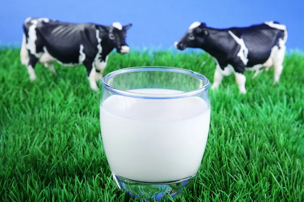Cows on meadow with cup of milk — Stock Photo, Image