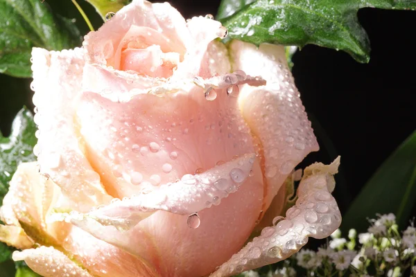 Wet rose — Stock Photo, Image