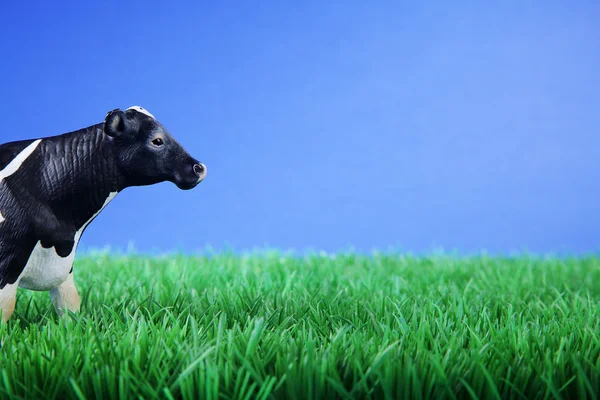 Cows on meadow — Stock Photo, Image