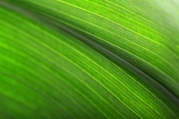 Зеленый лист на темном фоне — стоковое фото