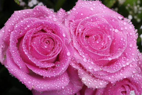 Wet pink rose — Stock Photo, Image