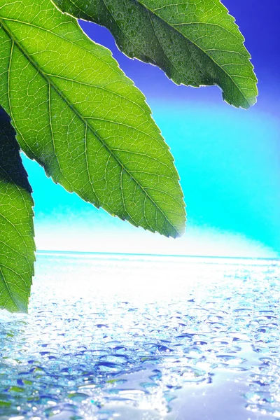 Green leaves on a blue background — Stock Photo, Image