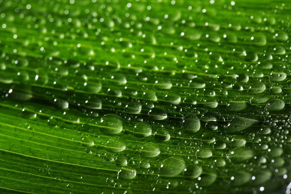 Green leaf on a dark background — Stock Photo, Image