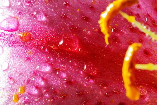 Close-up de orquídea — Fotografia de Stock