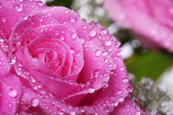 Våta rosa ros — Stockfoto