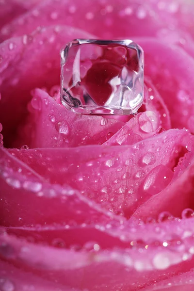 Våta rosa ros — Stockfoto