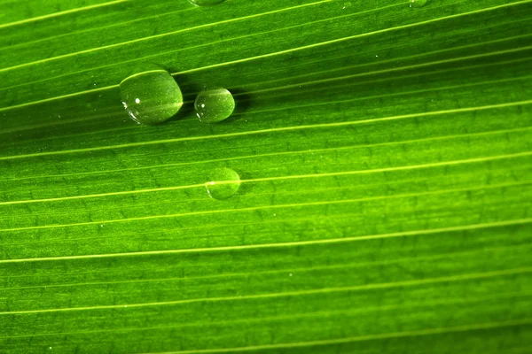 Contexte de la feuille humide — Photo