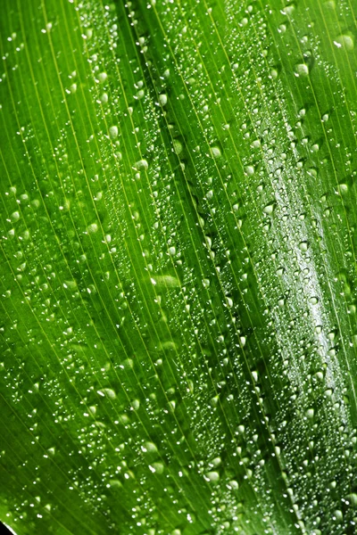 Background from the wet leaf — Stock Photo, Image