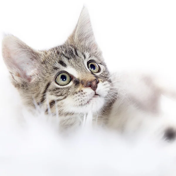 Beyaz kürk içinde kedi