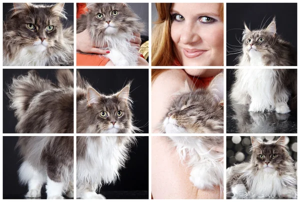 Collage with a red-haired girl with hairy cat Royalty Free Stock Images