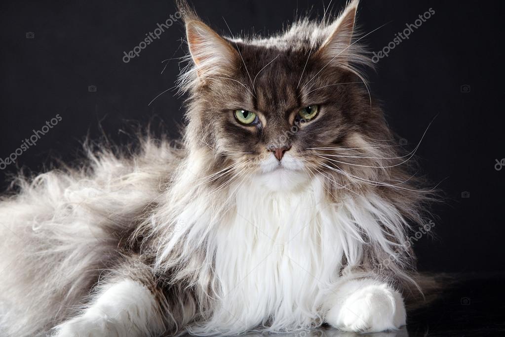 Hairy cat on a dark background — Stock Photo © Nick_Freund 28513849