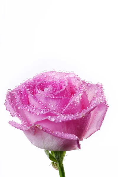 Wet pink rose — Stock Photo, Image