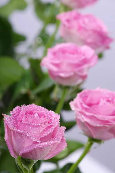 Våta rosa ros — Stockfoto