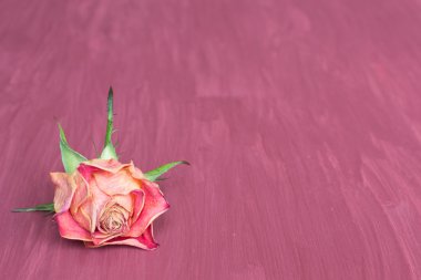 Dry rose background clipart