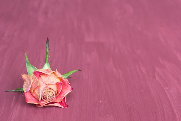 Hintergrund: trockene Rose Stockbild
