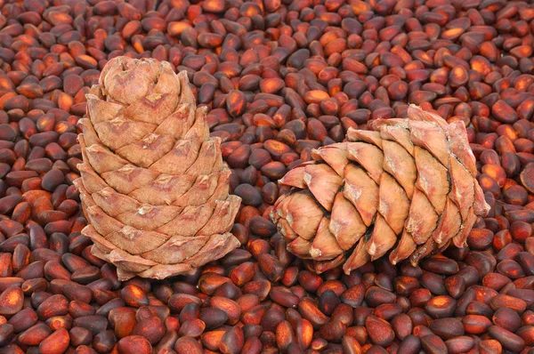 Two pine cones on the nut — Stock Photo, Image