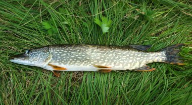 çimenlerin üzerinde pike