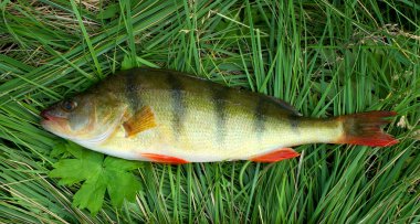 çimenlerin üzerinde levrek