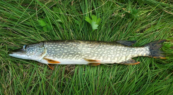 çimenlerin üzerinde pike