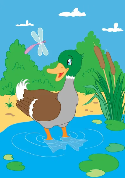 Duck in pond — Stock Vector